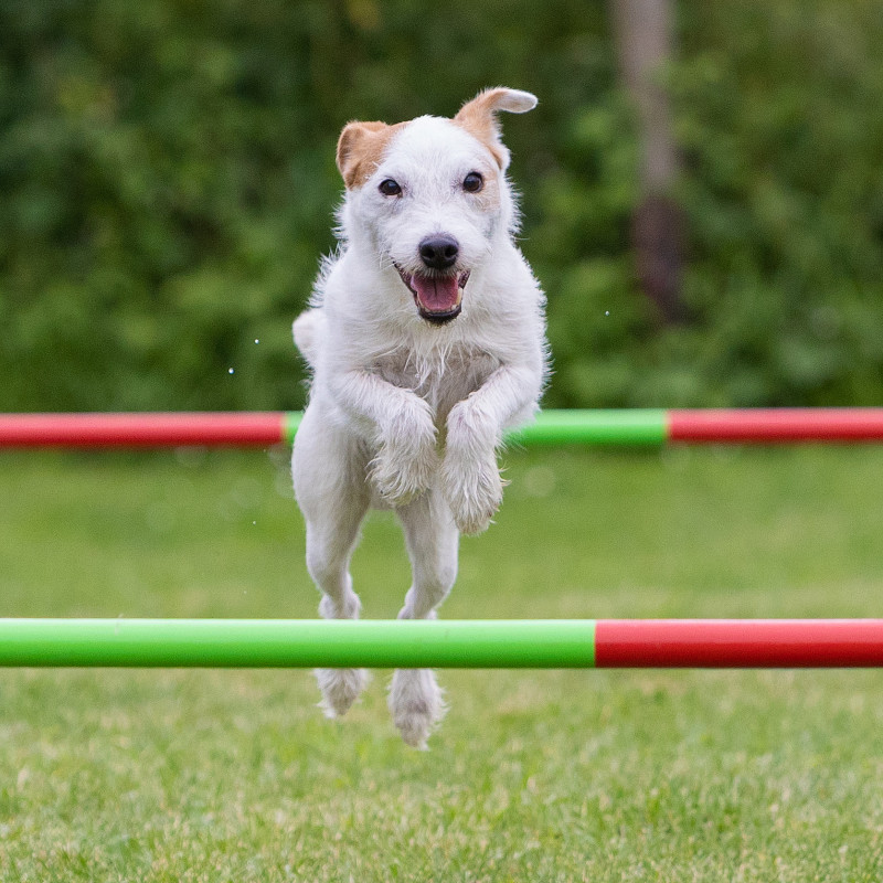 Agility (Wochenende)