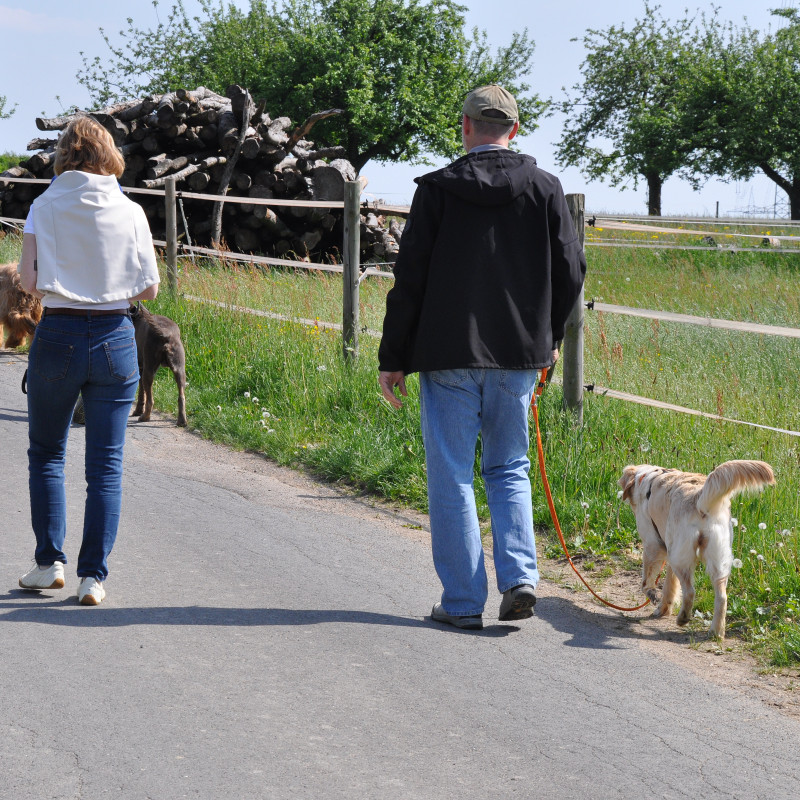Special Dogs Walk