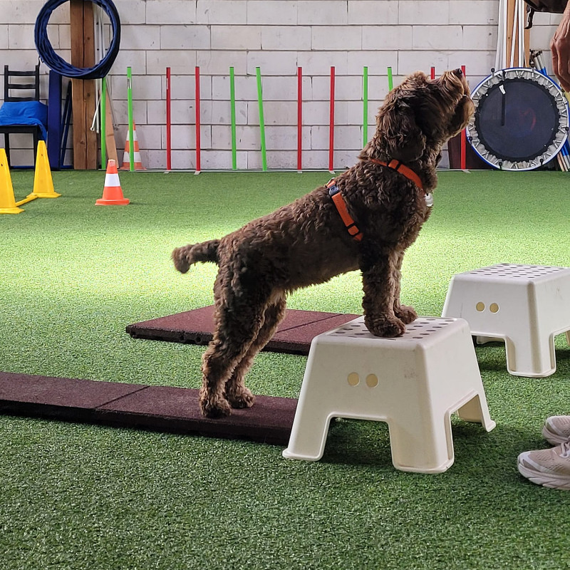 🐾 Offene Fitness-Gruppe - Samstag 12 Uhr - Abo