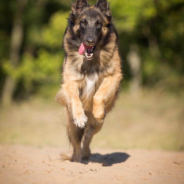 Das sichere Hier - Der Rückruf Einsteigerkurs