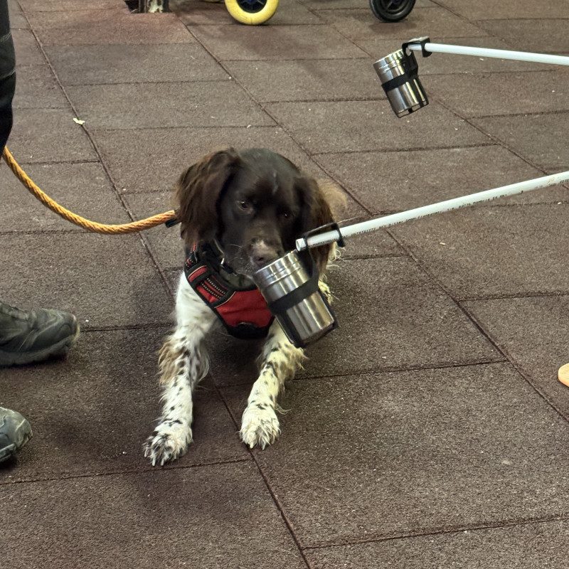 Spürhundetraining Montag Nachmittags - Abo