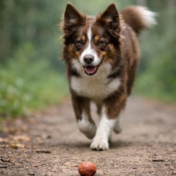 Giftködertraining - Fortgeschrittene (F-GiftF2602)