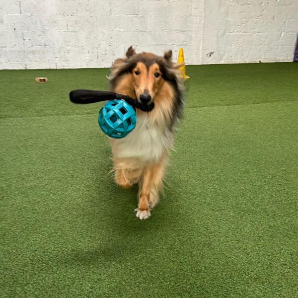 Lieferandogs – Apportieren mit Spaß & Köpfchen (Einsteiger)