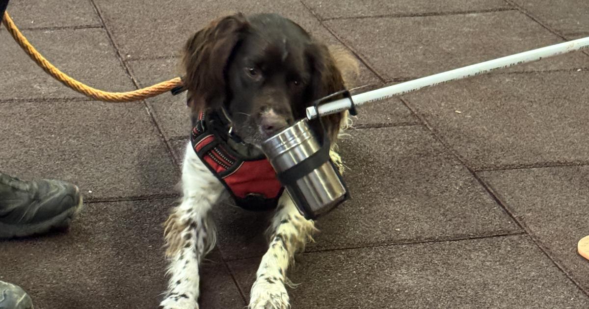 Spürhundetraining Sonntag