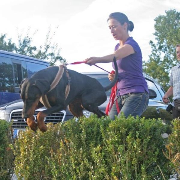"PuberTier"  Sonntags (FJuhu2-2603)
