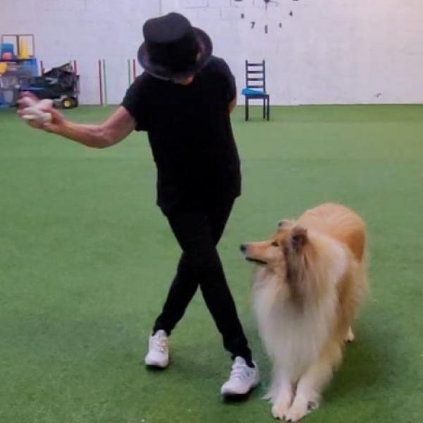 Tricksen (auch DogDance möglich)