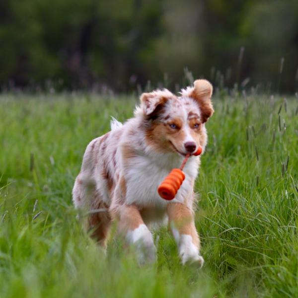 Lieferandogs Pro – Apportieren mit Köpfchen (Fortgeschrittene)