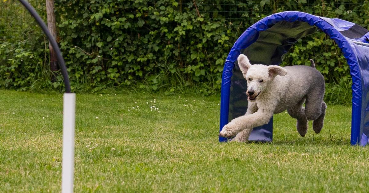 Hund läuft beim Hoopers-Training der Hundeschule vom Knottenwäldchen durch einen Bogen im Parcours