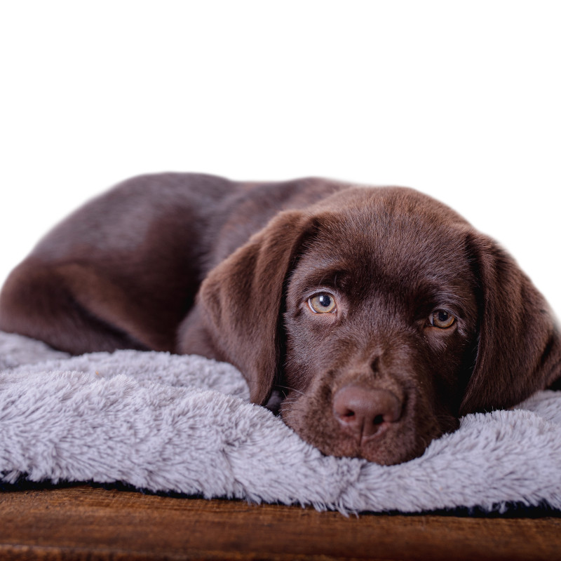 Welpenkurs Freitag 18:15 Uhr