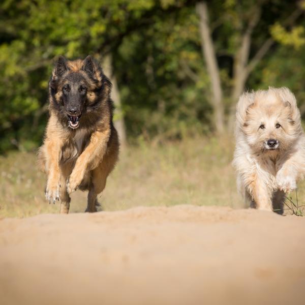 Das sichere Hier - Der Rückruf unter Ablenkung