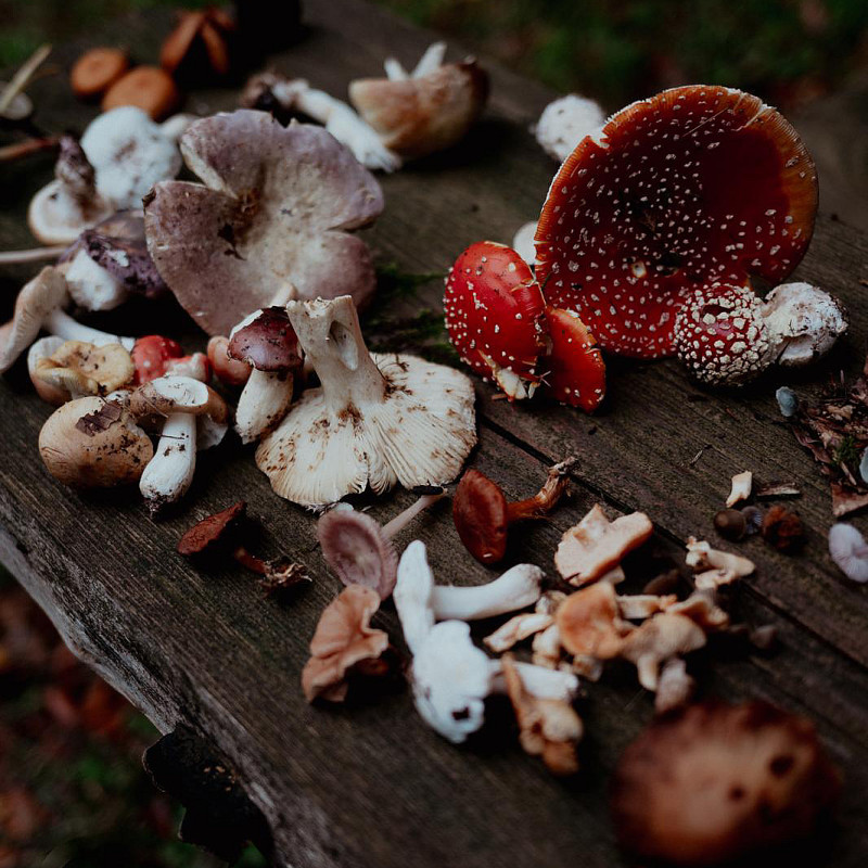 Pilze suchen - Basiskurs