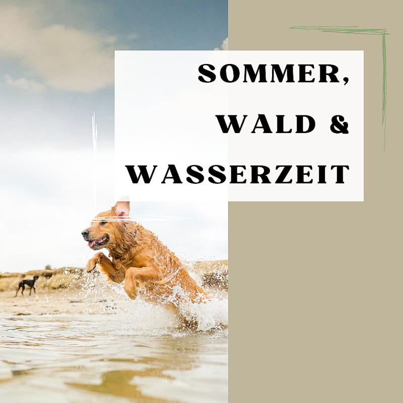 Sommer, Wald & Wasserzeit