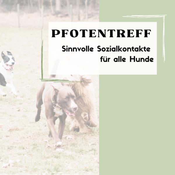 Pfotentreff