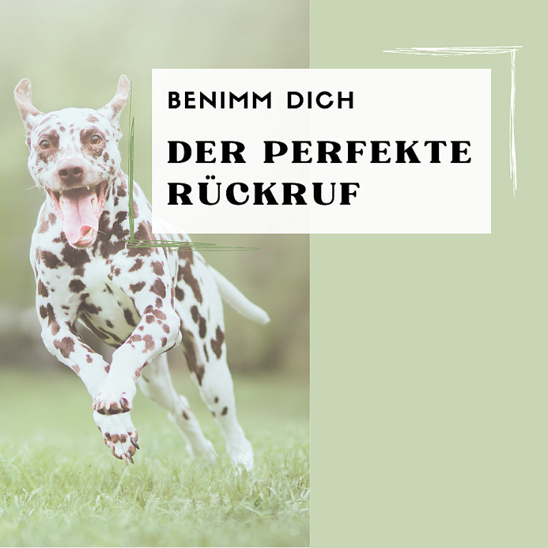 Der perfekte Rückruf