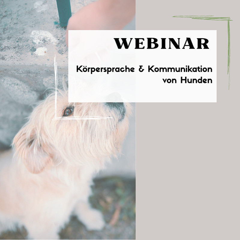 Webinar: Körpersprache & Kommunikation von Hunden