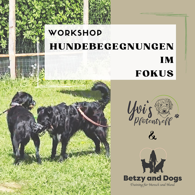 2 Tages Workshop: Hundebegegnungen im Fokus
