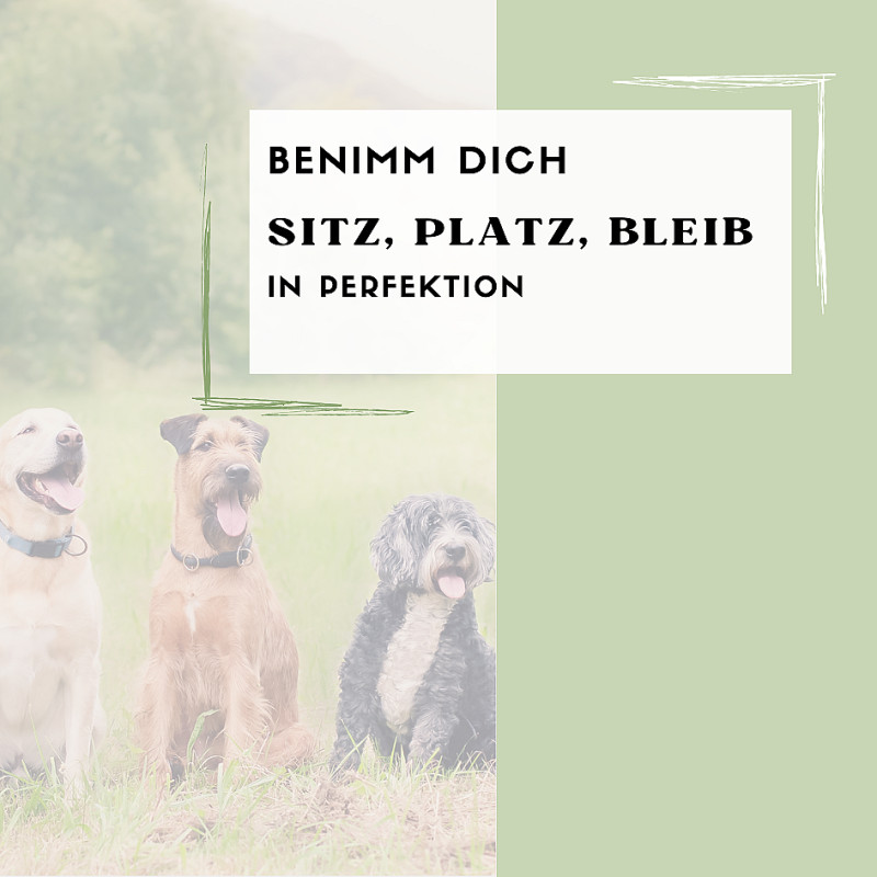 Sitz, Platz, "Bleib"