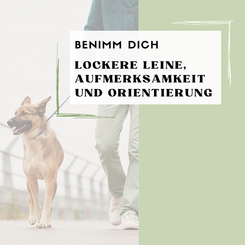 Orientierung, Aufmerksamkeit & Lockere Leine