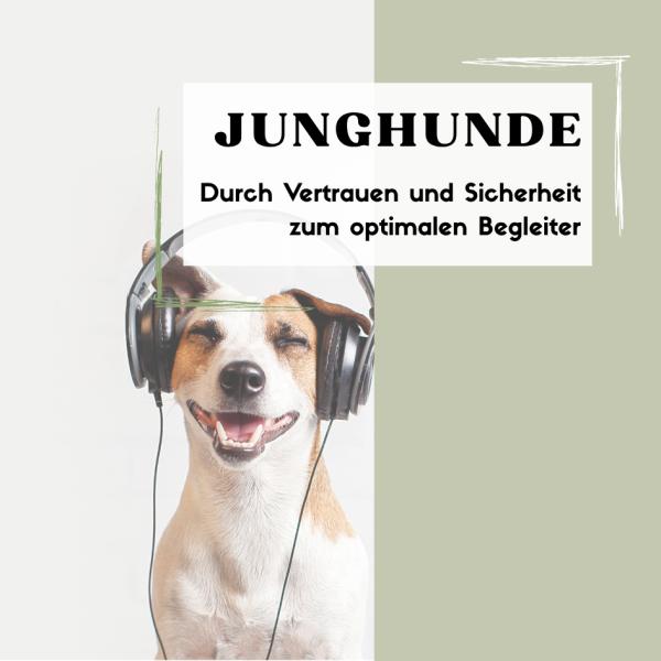 Junghunde - Montags