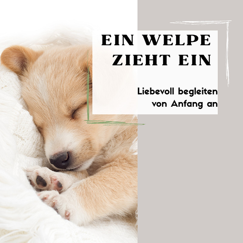 Ein Welpe zieht ein