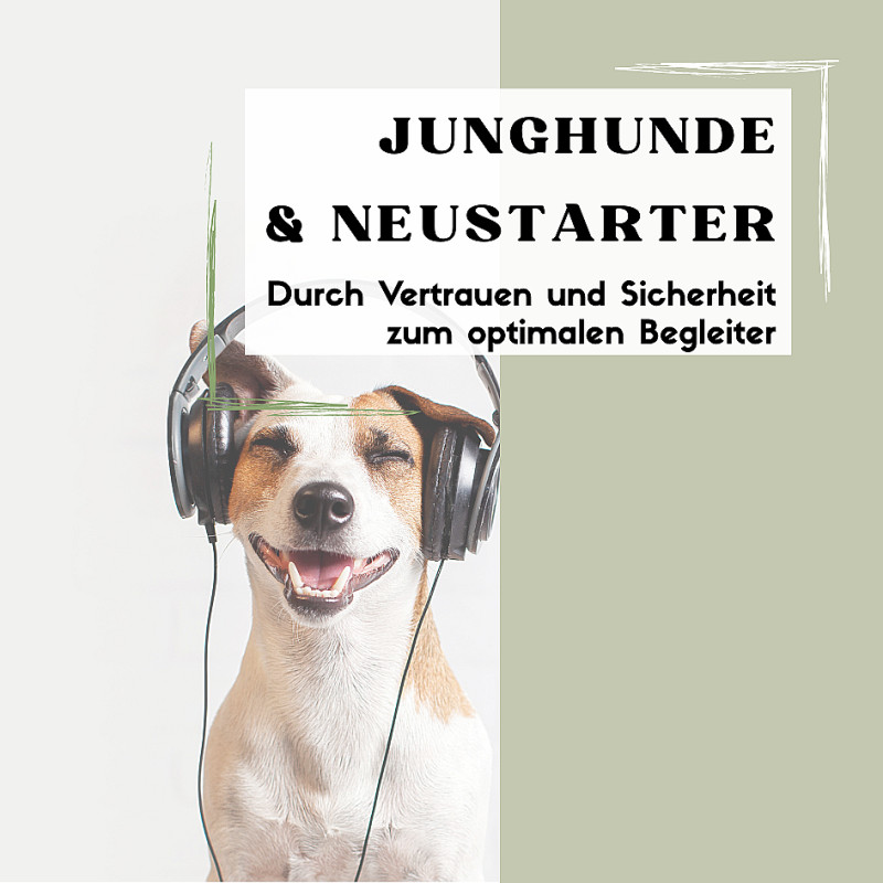 Junghunde & Neustarter