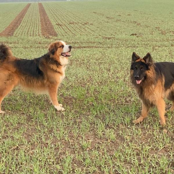 Spielstunde Hunde ab 12 Monate