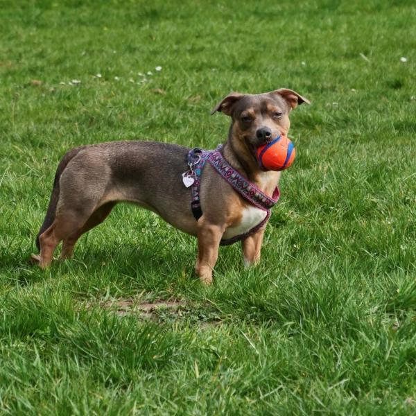 Spielstunde kleine Hunde bis 40 cm