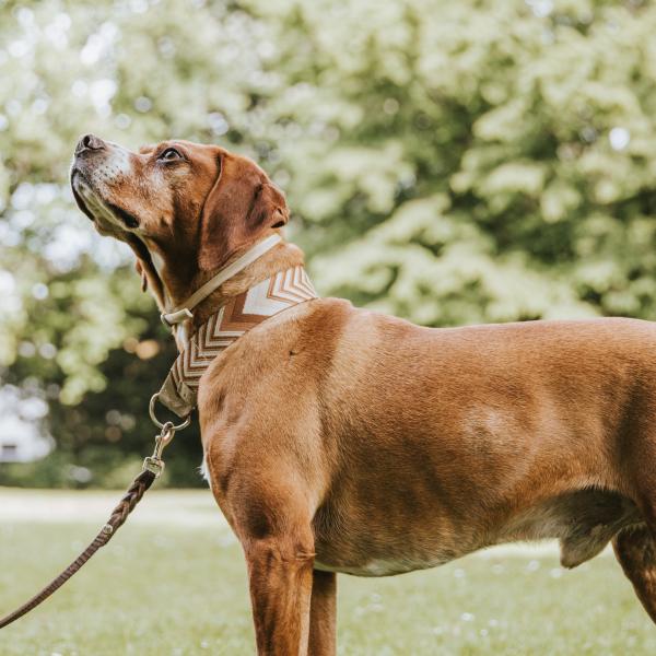 Lustige Leinenspiele