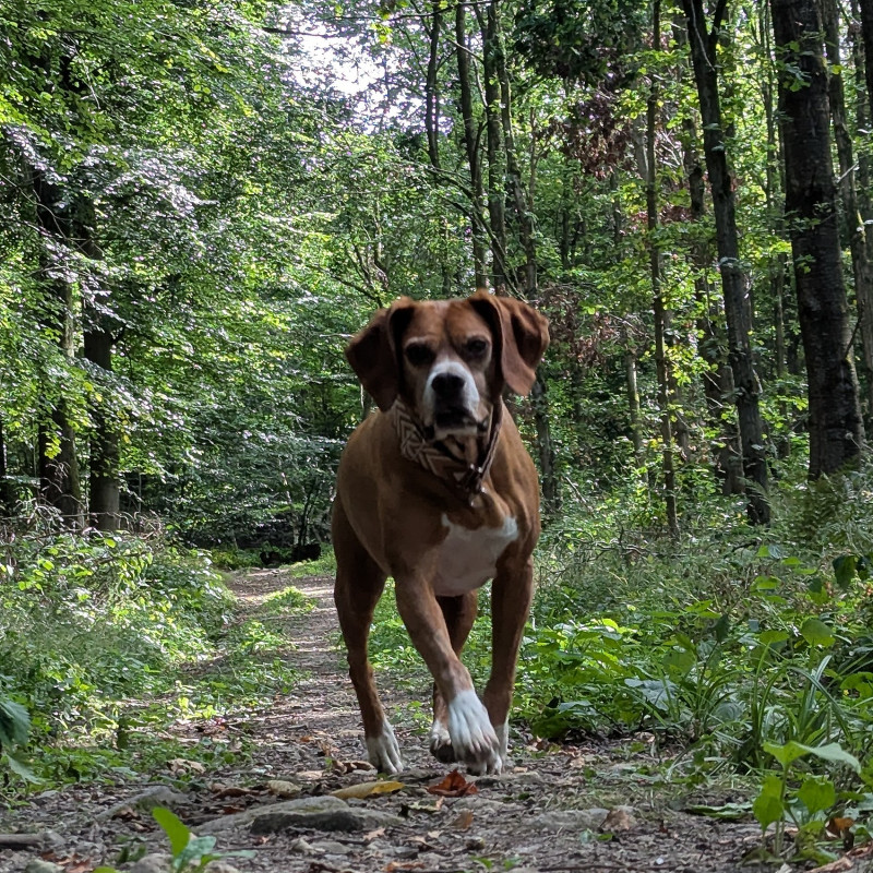 Social Walk