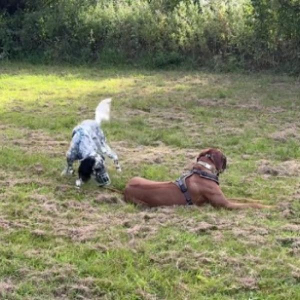 Spielstunde Junghunde 6-12 Monate