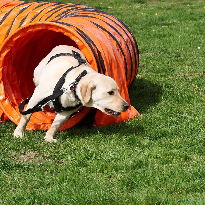 Agility