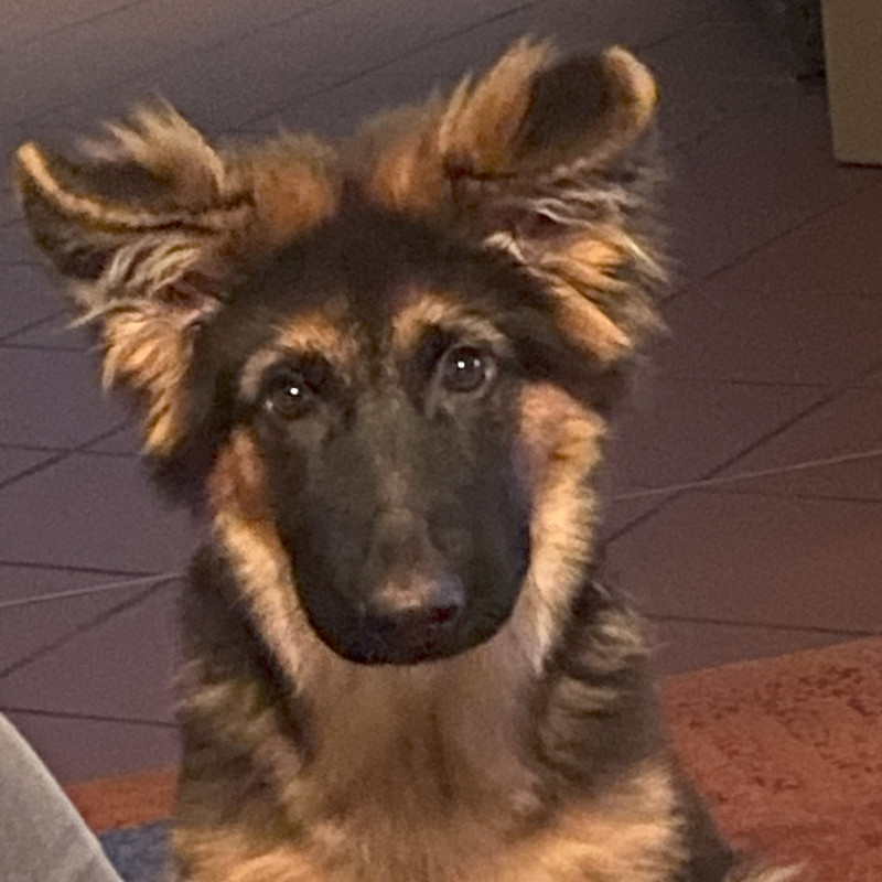 Welpenkurs-Welpentraining