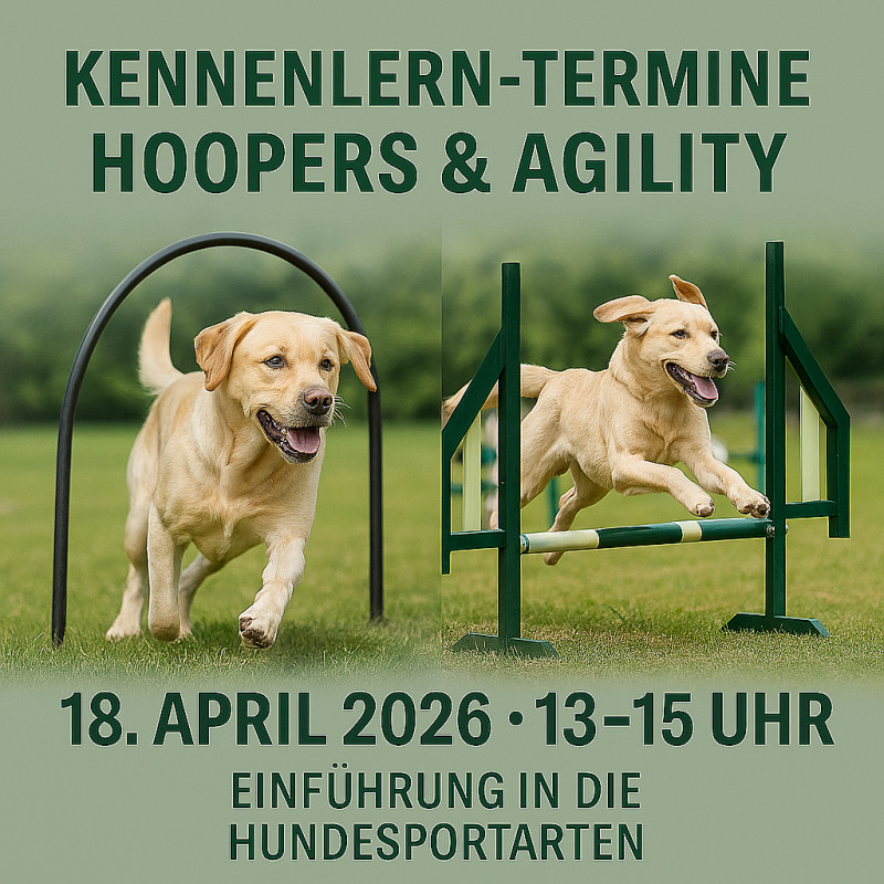 Hoopers und Agility kennenlernen