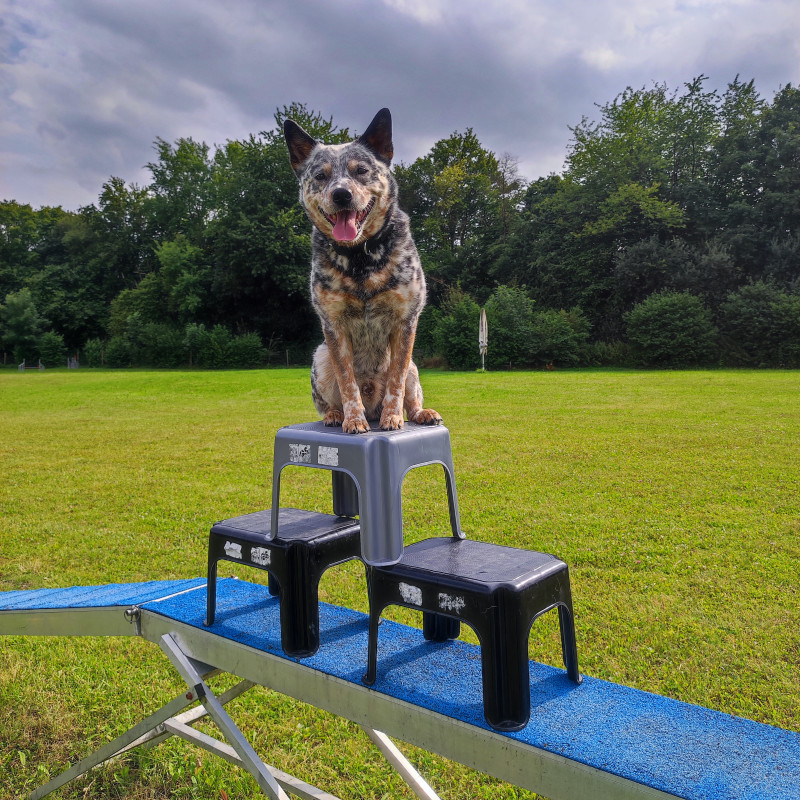 Hundeturnen - Koordination für Hunde