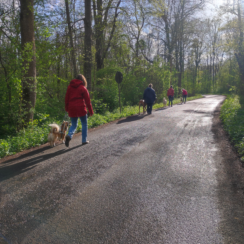 Social Walk