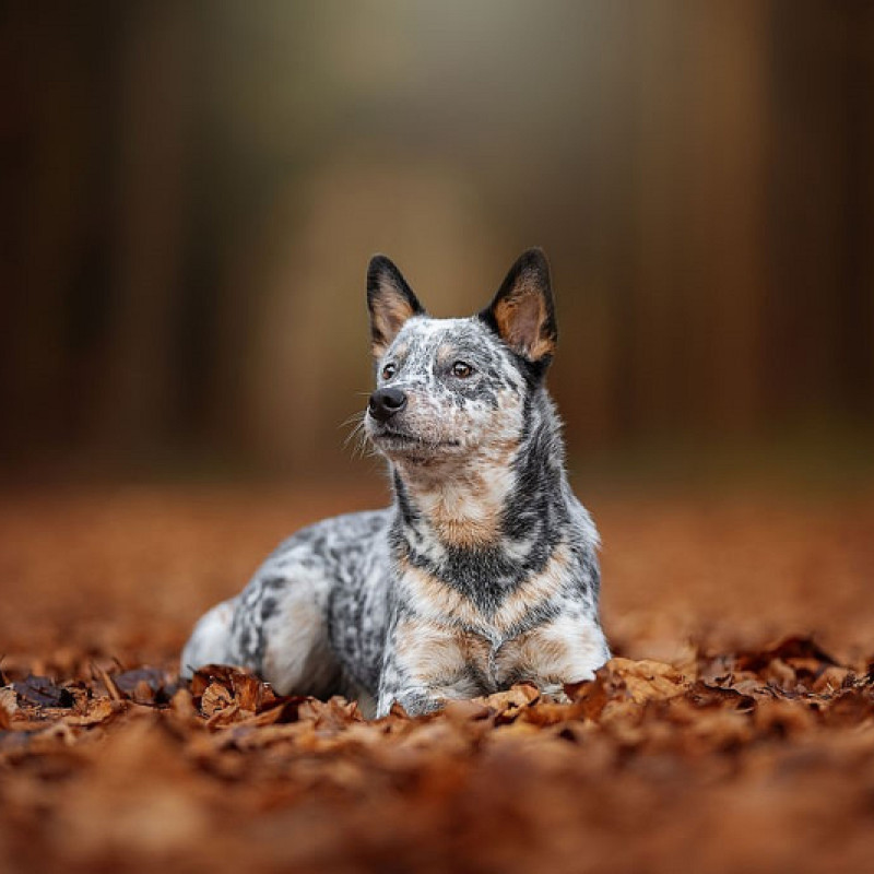 Hibbelhundekurs 2.0 - Das Leben im Alltag mit einem Hibbelhund