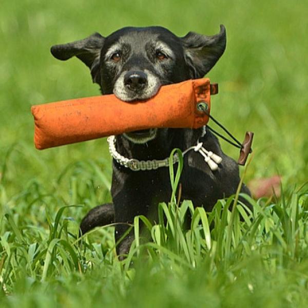 Dummytraining Retriever🐕