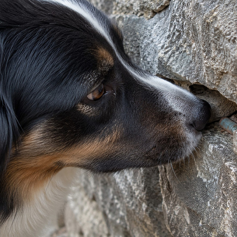 Scent Detection - für Einsteiger
