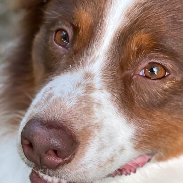 Scent Detection - für Einsteiger