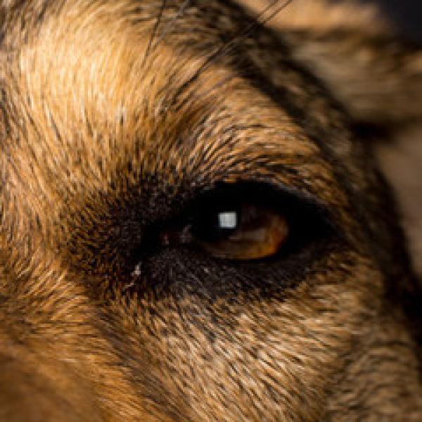 Sicher im Alltag - Sozialkompetenz für Hunde
