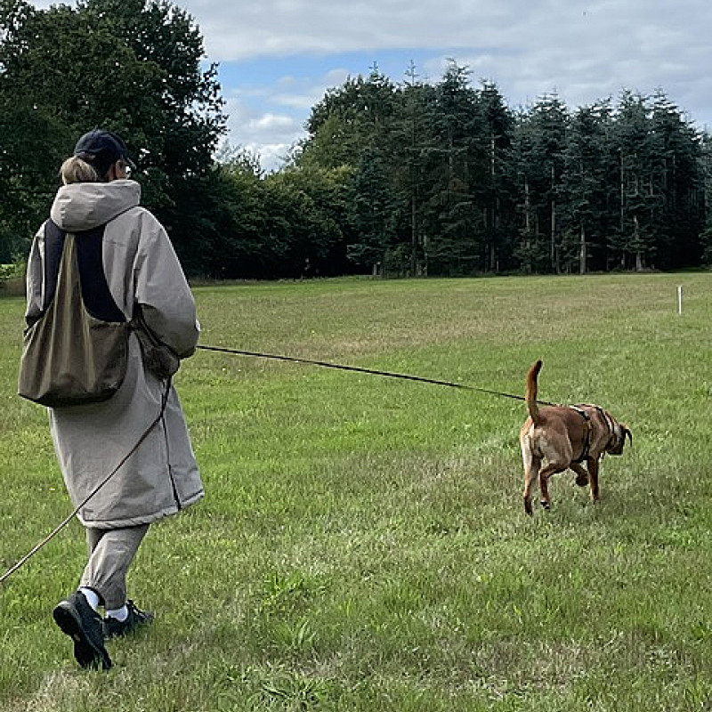 Fährtenarbeit für JederHund - Einsteiger