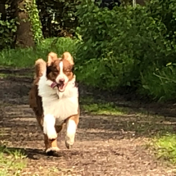 Junghundekurs am Dienstag um 18 Uhr 🐾