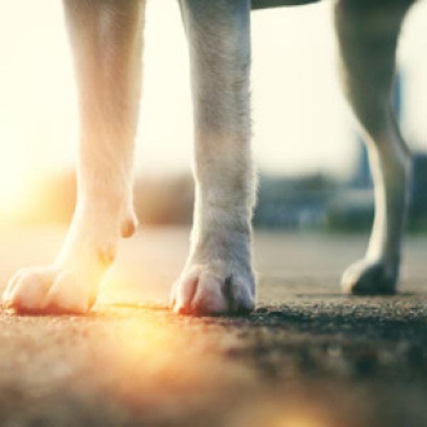 Walk with me...