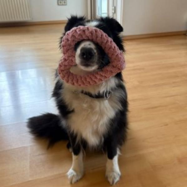 Begleithunde Spiel / Richtig Spielen