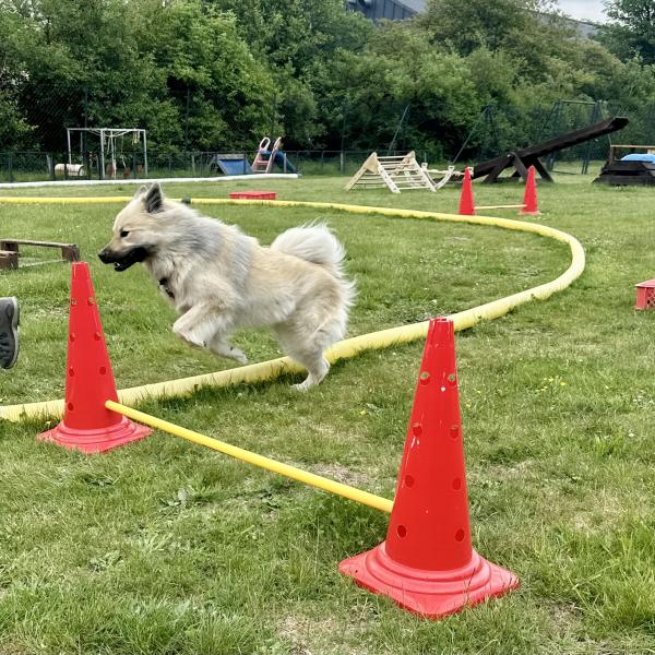 Einführungsstunde "Longieren"