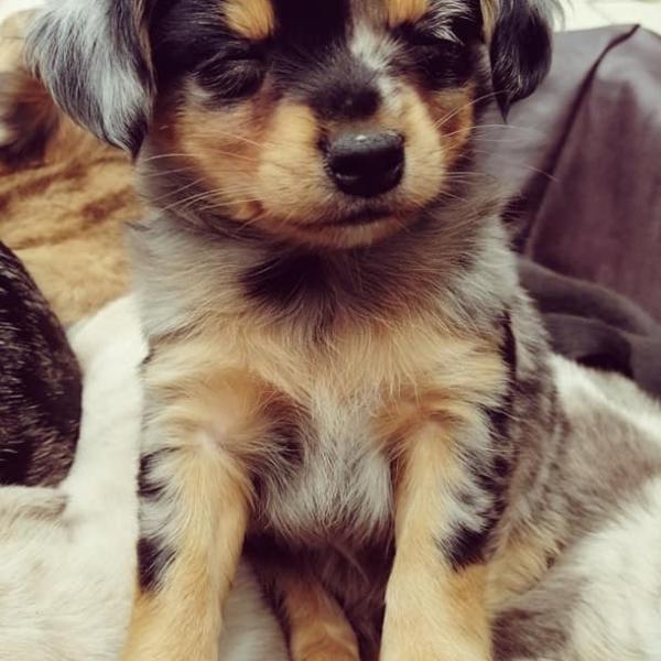 Welpengruppe in Winterberg