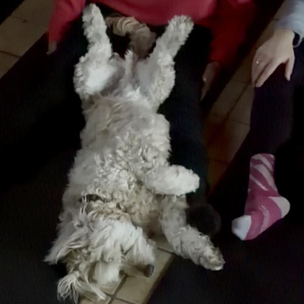 Natur. Herz. Hund. - Das Wellness-Event für Mensch und Hund