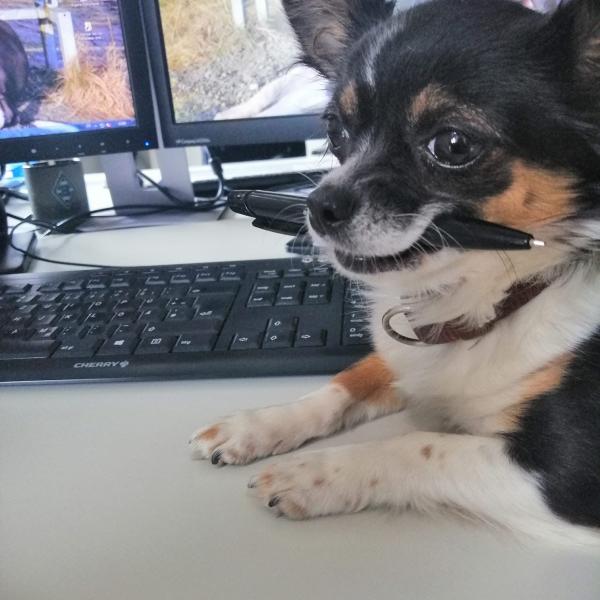 Sachkundenachweis nach Paragraph 11 des Landeshundegesetz NRW