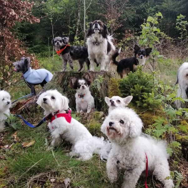 Mini Hunde Fortgeschrittene (Hunde unter 12 kg)