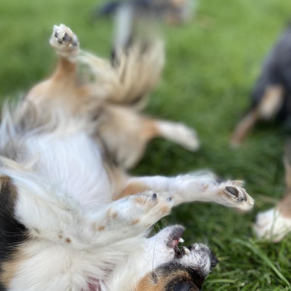 Mini Hunde Fortgeschrittene